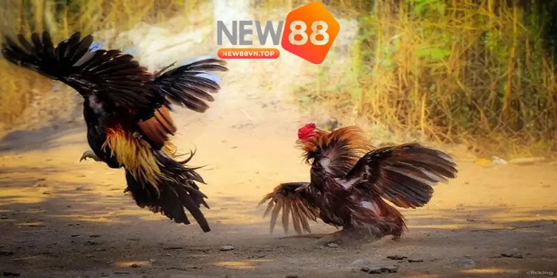 Các bước đặt cược đá gà online NEW88 nhanh gọn lẹ 