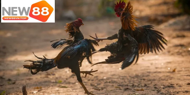 cac buoc tham gia da ga tai new88 cac buoc tham gia da ga tai new88