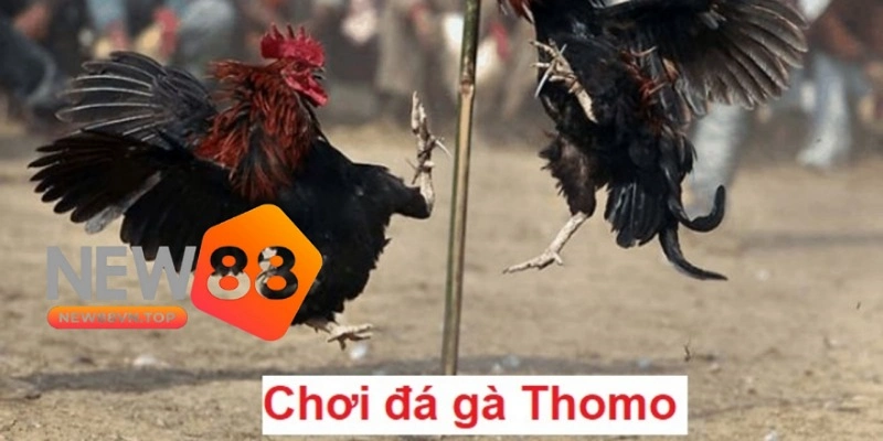 Chơi đá gà Thomo tại New88 mang đến nhiều trải nghiệm thú vị cho bạn.