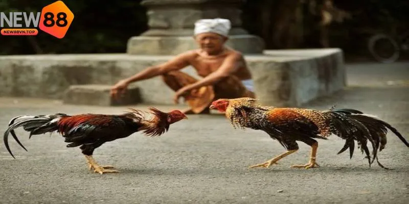 Đá gà cựa sắt luôn chiếm vị trí hàng đầu trong lòng người chơi