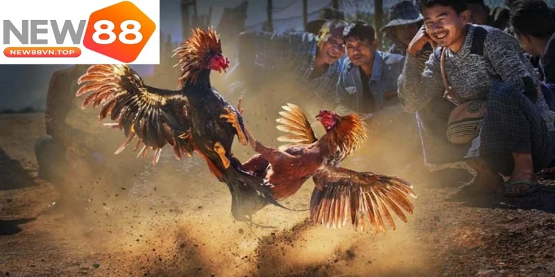 da ga new88 so huu nhieu uu diem hap dan nguoi choi da ga new88 so huu nhieu uu diem hap dan nguoi choi