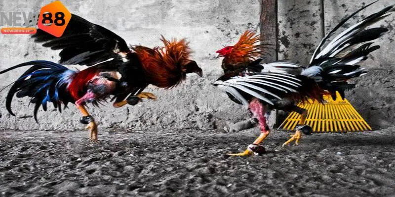 Hiểu rõ từng chiên kê giúp bạn đưa ra lựa chọn phù hợp