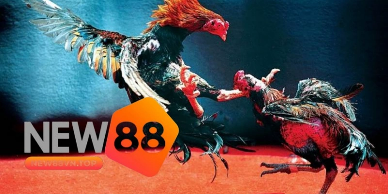 Hướng dẫn cách chơi đấu gà Thomo tại nhà cái New88