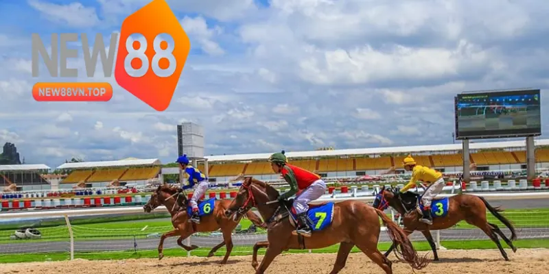 Một số lưu ý khi cá cược đua ngựa tại New88