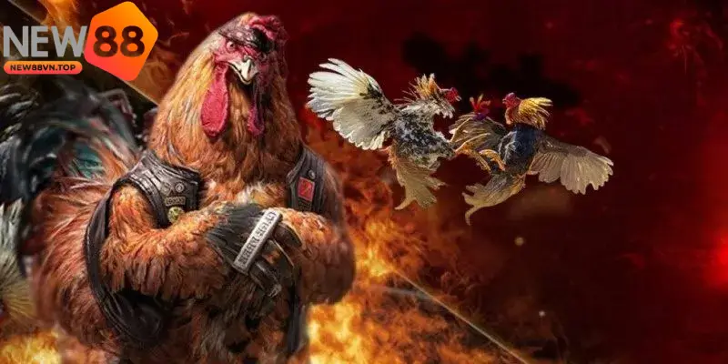 Người chơi cần cập nhật đầy đủ luật chơi đá gà để có lựa chọn cược chính xác