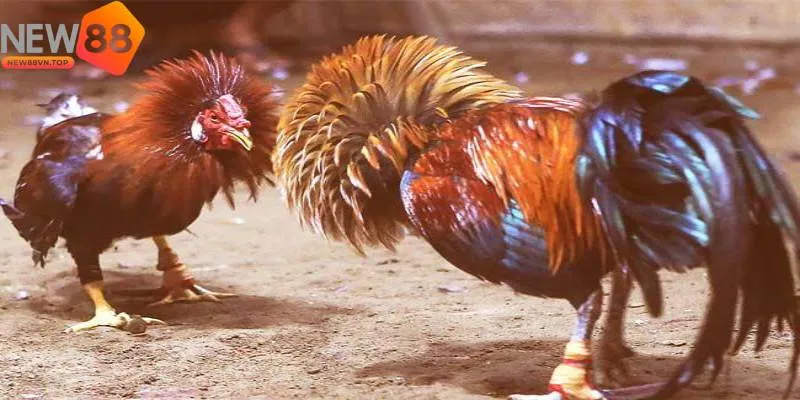 nha cai da ga uy tin