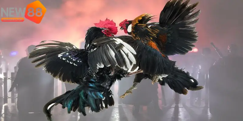 Nhiều người chơi mới quan tâm đến cách chơi đá gà online cho người mới NEW88